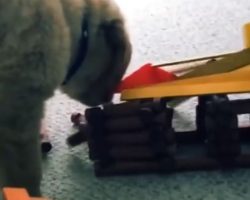 (Video) Watch How a Puppy Obliterates an Entire Village – LOL!