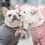 These Doggies Had an Engagement Photo Shoot, and It’s Ridiculously Adorable