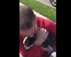 (Video) Watch an Emotional Moment When an Ecstatic Pooch Reunites With Her Owner – Aww!