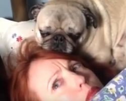 (Video) This Woman Has a Pug Stalker and She’s Terrified for Her Life – LOL!