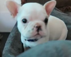 (Video) This Puppy Introduction is too Cute for Words. I Seriously Can’t Pull My Eyes Away From That Precious Face!