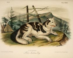 10 Extinct Dog Breeds So Unique That We Wish They Still Existed Today