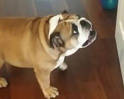 (Video) Dog Takes On His Mortal Enemy… a Door?!