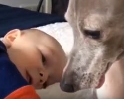 (Video) This Dog Feared Everything But That All Changed When She Got a Baby Brother