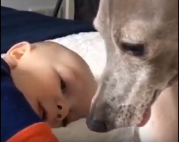 Dog and Baby