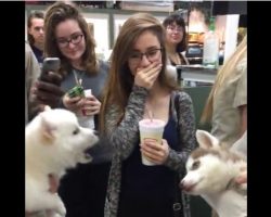 (Video) Two Puppies Interact During a Meet and Greet. The Result? Cutest Convo EVER!