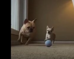 (Video) Comical Frenchie Has a New Baby Brother and They May Become the Best Doggy Duo Yet!