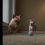 (Video) Comical Frenchie Has a New Baby Brother and They May Become the Best Doggy Duo Yet!