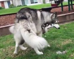 (Video) Husky and Puppy Engage in Magical Playtime as They Create Their Own Version of a Carousel Ride!