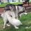(Video) Husky and Puppy Engage in Magical Playtime as They Create Their Own Version of a Carousel Ride!