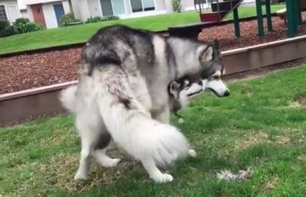 Husky Twirl