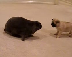 (Video) Watch How a Pug Interacts With a Bunny for the First Time – Aww!
