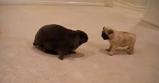 Pug_and_Rabbit