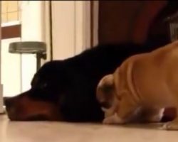 (Video) Puppy Gets Introduced to a Giant Dog. What Happens Next? I’m Melting!