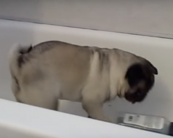 (Video) Pug Approaches Shampoo Bottles on the Edge of the Tub. What Happens Next Floors Me!
