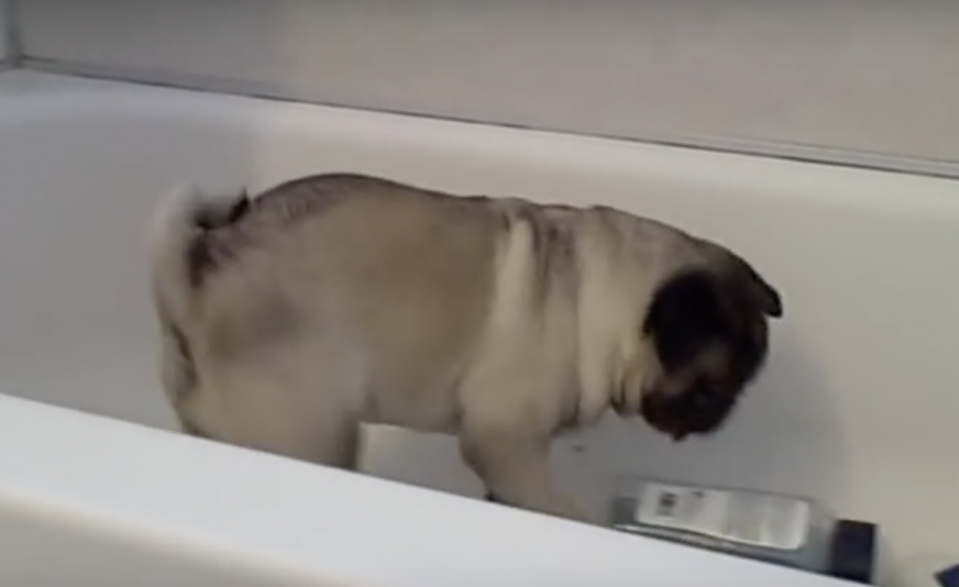 pug taking down shampoo bottles