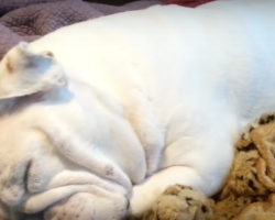 (Video) This Sleepy Bulldog is Having the Sweetest Dreams. When She’s Woken Up? Too Funny!