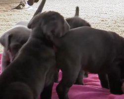 (Video) Neo Mastiff Puppies Play Hide-and-Seek With Dad and We Can’t Help But Smile Every Second of the Way