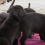 (Video) Neo Mastiff Puppies Play Hide-and-Seek With Dad and We Can’t Help But Smile Every Second of the Way