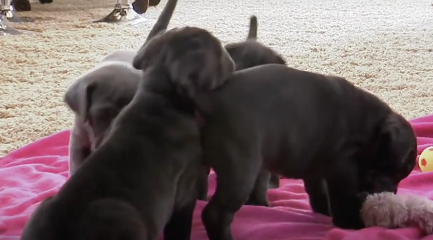 puppies playing with dad