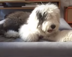 (Video) Sheepdog Puppy Loves Her New Toy So Much That She…