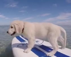 (Video) Golden Retriever Puppy Tries His Paw at Paddleboarding – So Cute!