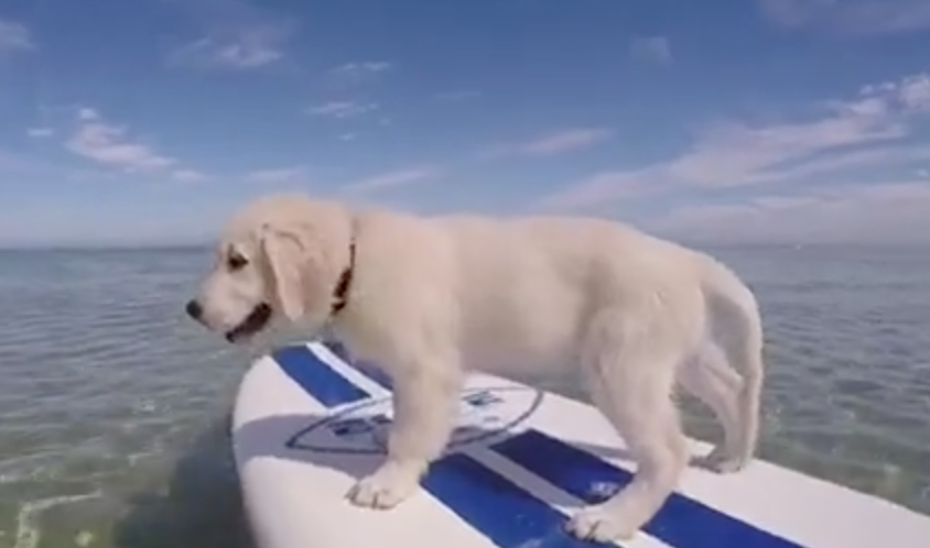 puppy paddleboarding