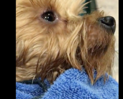 (Video) Dog Mom Sings Her Yorkie to Sleep After a Nice Bath and We’re Melting!
