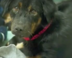 (Video) They Went to the Shelter to Rescue 6 Puppies – But Watch What Happens When They Get There