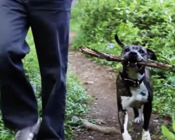 (Video) No One Wanted this Elderly Shelter Dog Until He Showed Up and Gained a Best Friend