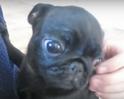 (Video) This Couple’s First Moments Spent With Their Baby Pug Are Sooo Precious! Aww!