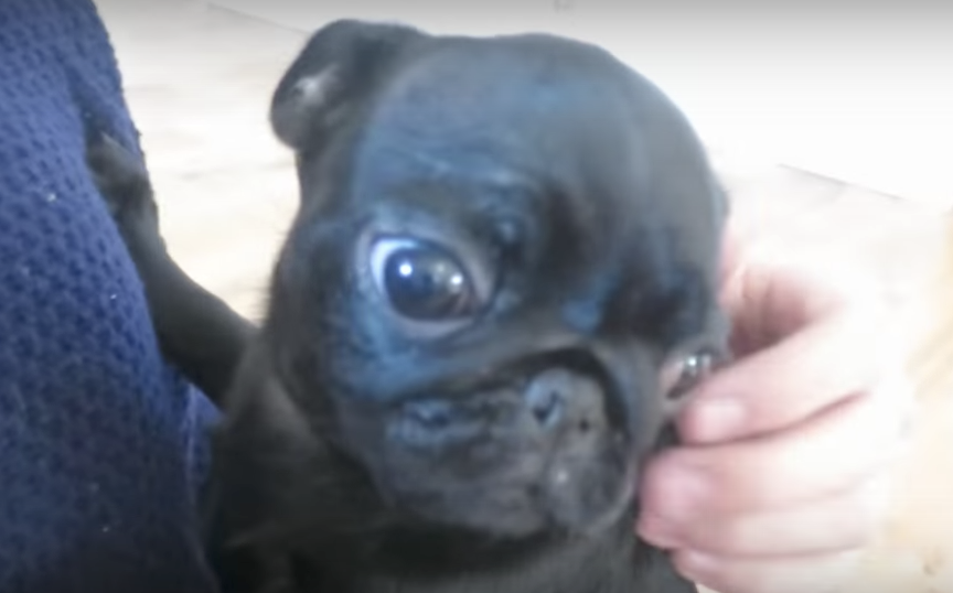 baby pug