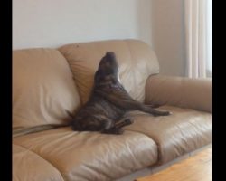 (Video) Owner and Dog Sing a Duet That’s Unlike Anything I’ve Ever Heard!