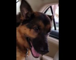 (Video) Dog Realizes He’s Headed to the Vet and Gives Priceless Reaction