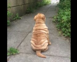 (Video) Stubborn Shar Pei Puppy isn’t Ready to Come Inside. How He Hilariously Ignores His Owner? Priceless!