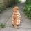 (Video) Stubborn Shar Pei Puppy isn’t Ready to Come Inside. How He Hilariously Ignores His Owner? Priceless!