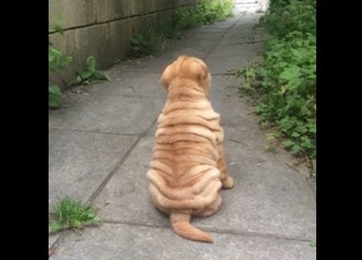 back of Sharpei