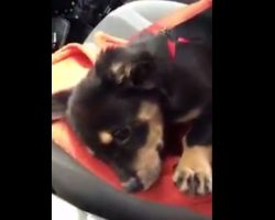 (Video) Itty Bitty Dachshund Puppy Has a Meltdown and Steals Our Hearts in the Process