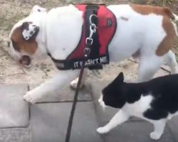 (Video) Doggy Has a Feline Tag Along During a Walk and How She Begs Him for More Attention is Priceless!