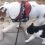 (Video) Doggy Has a Feline Tag Along During a Walk and How She Begs Him for More Attention is Priceless!