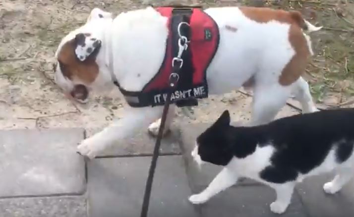 dog and cat pals