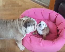 (Video) This New Dog Mom is About to Win Entertainer of the Year. She Knows Just What to Do With Her Pup!