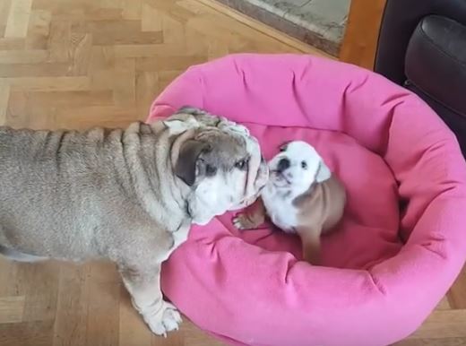 bulldog and pup play