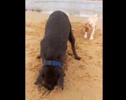 (Video) Dog is Having Fun Digging Sand on the Beach. Now Keep Eyes on the Puppy Behind Him.