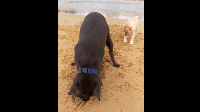 dog and puppy digging in sand
