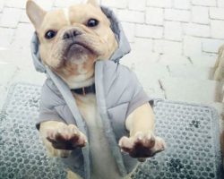 8 Doggies Who Hilariously Want to be Let Back Inside