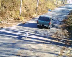 Officer Watches Footage of Man Dumping Dog, Shortly After Something Incredible Takes Place