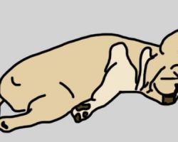 What Does a Dog’s Sleeping Position Reveal Him? This is Surprising!