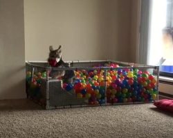 (Video) Doggy Shows Us Just How Much Fun a Ball Pit Can Be… Woah!