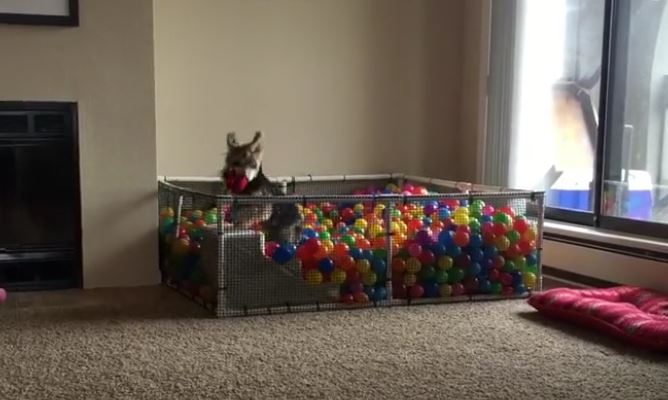 doggie ball pit